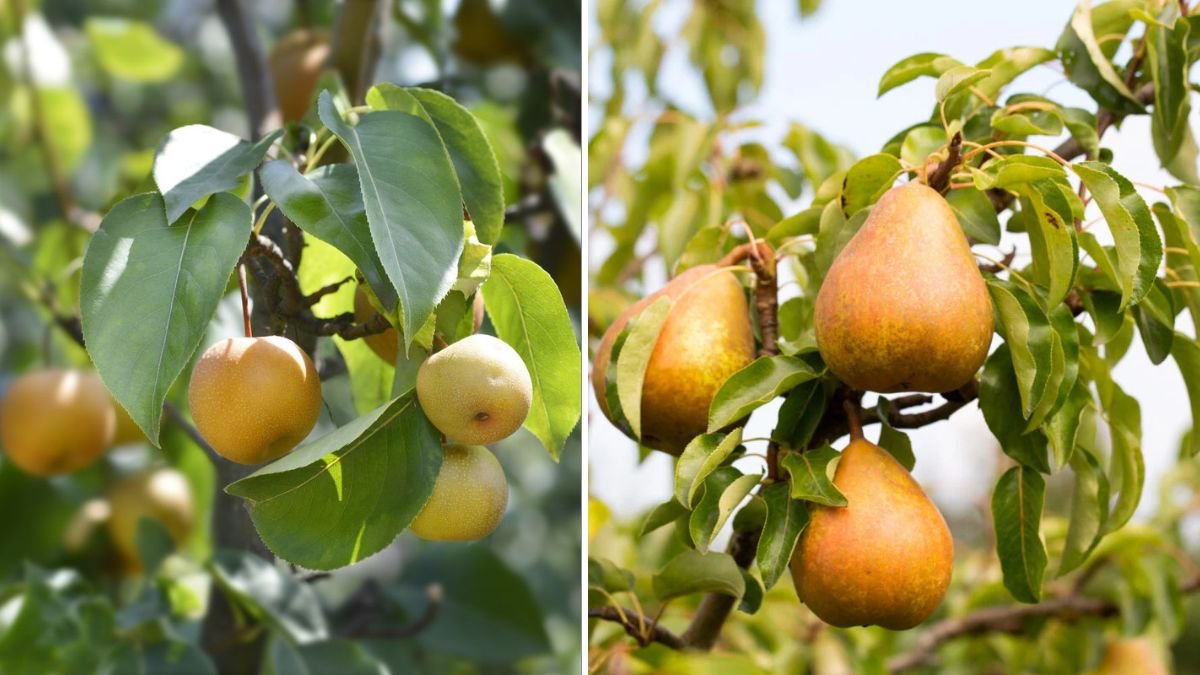 The Complete Guide to Growing Pear Trees: Tips, Techniques, and Expert Advice for a Bountiful Harvest