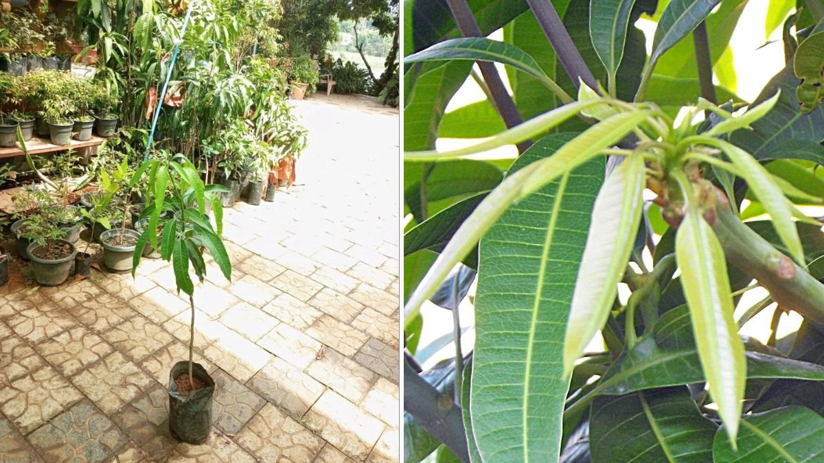 Revolutionizing Mango Cultivation: A Step-by-Step Guide to the New Grafting Technique for Higher Yields