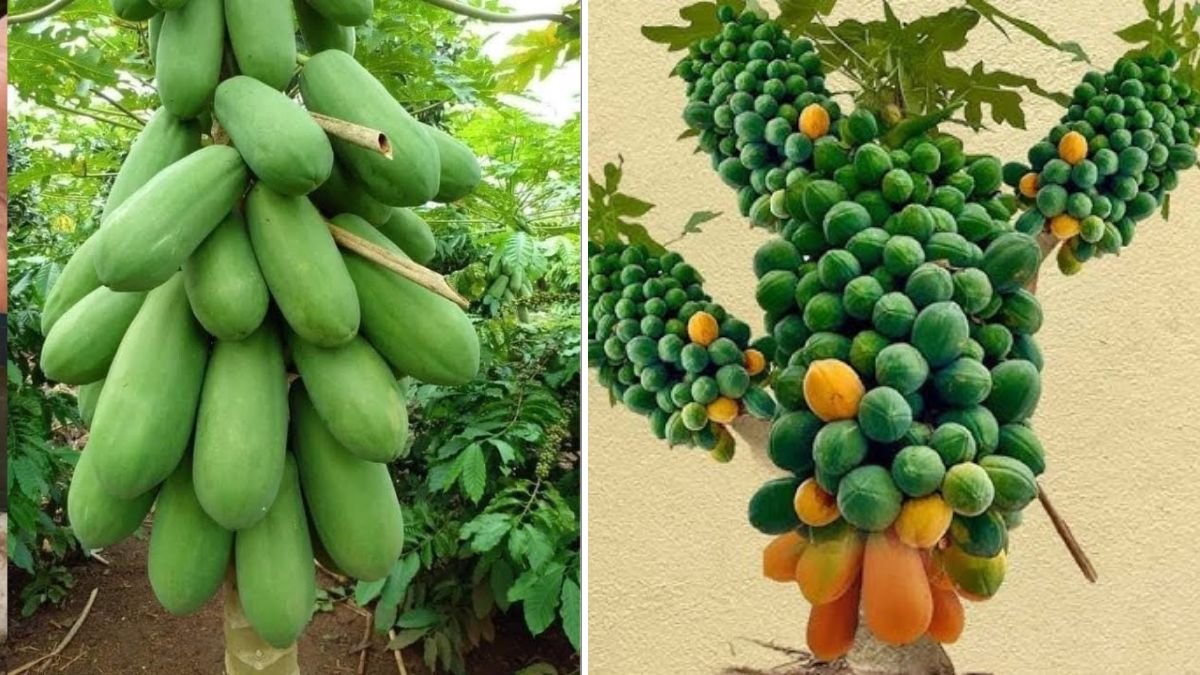 Revolutionary Grafting Technique for Papaya Trees: Boost Growth, Fruit Quality, and Yield