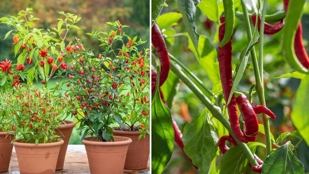 From Fruit to Fire: A Complete Guide to Growing Chili Plants from Chili Fruits