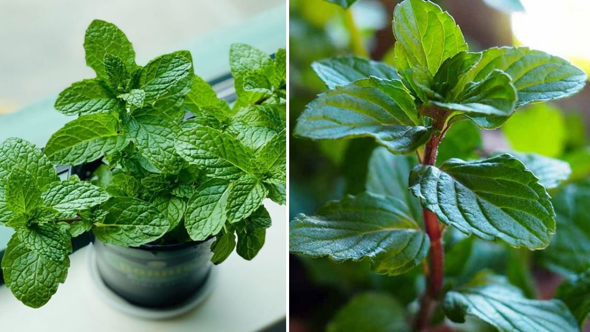 Growing Mint: A Complete Guide to Cultivating Fresh, Aromatic Leaves at Home