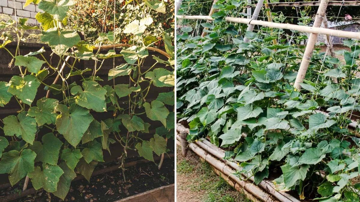 Building a Structure to Grow Cucumbers: Step-by-Step Guide for a High-Yield Garden