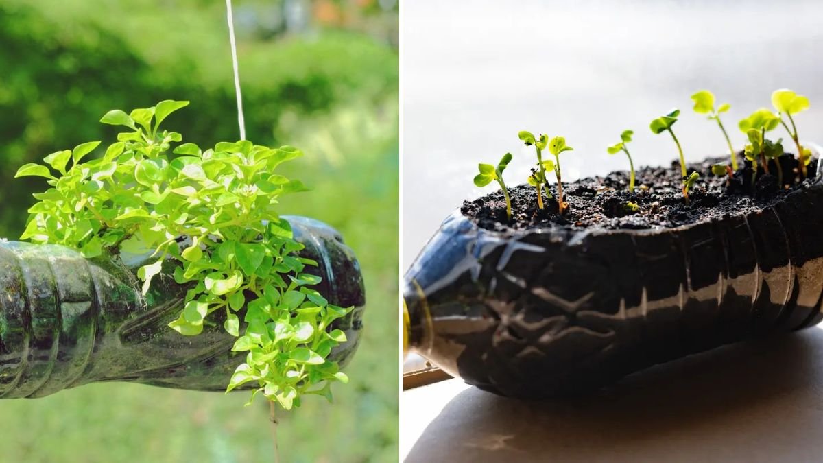 Improvised Tool for Sowing Seeds: Make Planting Faster and More Efficient at Home