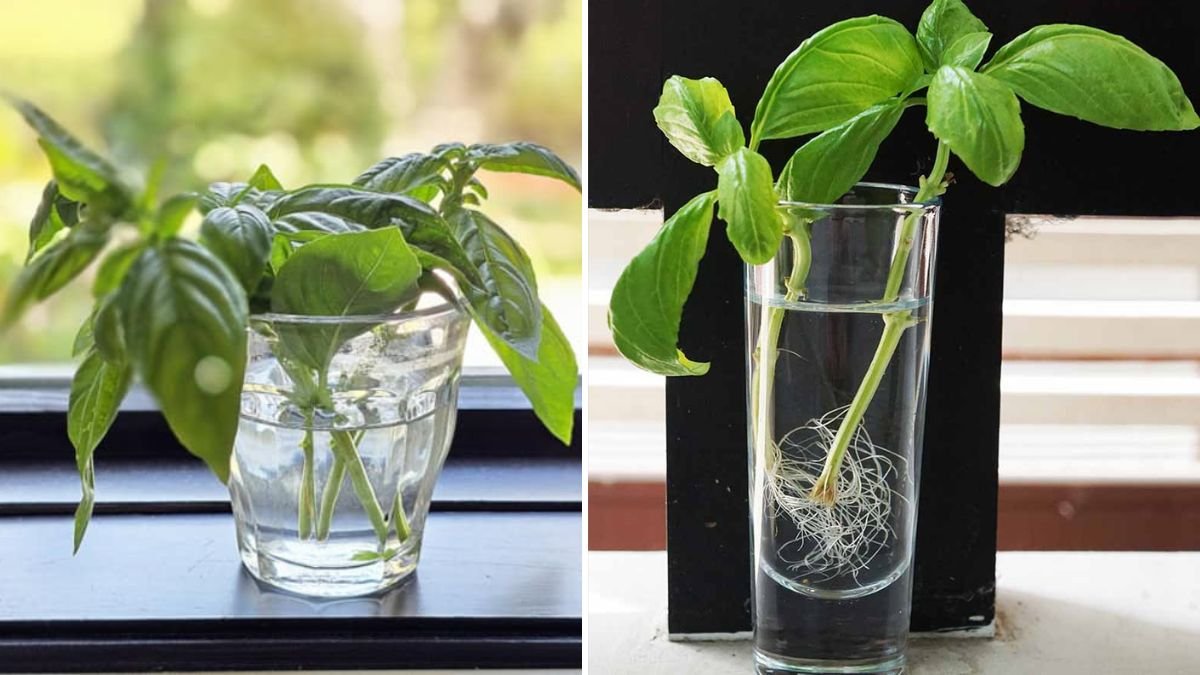 How to Grow Basil from Cuttings: A Complete Guide for Year-Round Fresh Herbs