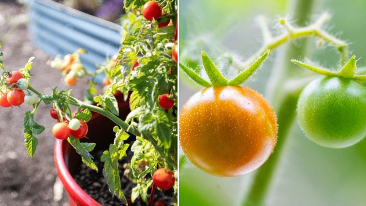 How to Grow Cherry Tomatoes Easily for Bountiful Harvests at Home