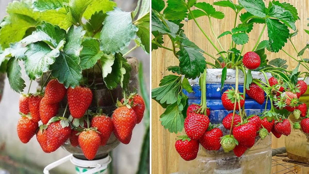 Grow Strawberries on Old Walls Using Plastic Bottles — Turn It into a Lush Farm