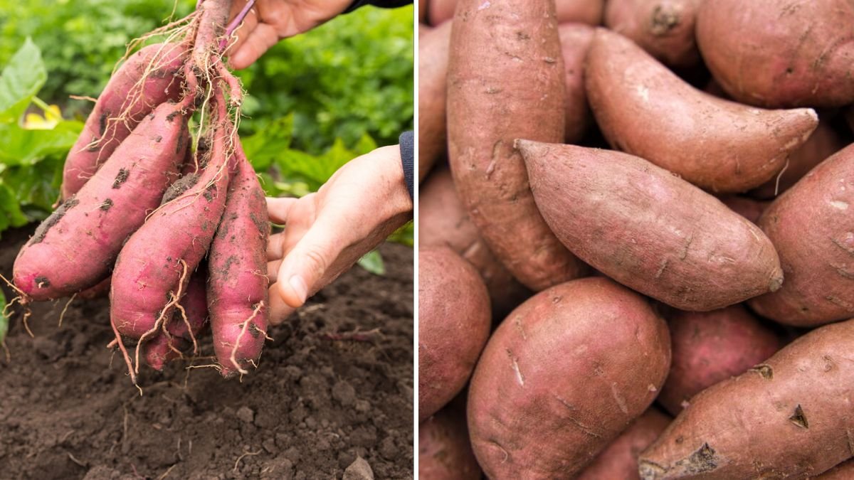 Grow Sweet Potatoes in Plastic Tubs to Produce Big Tubers and Many Roots at Home