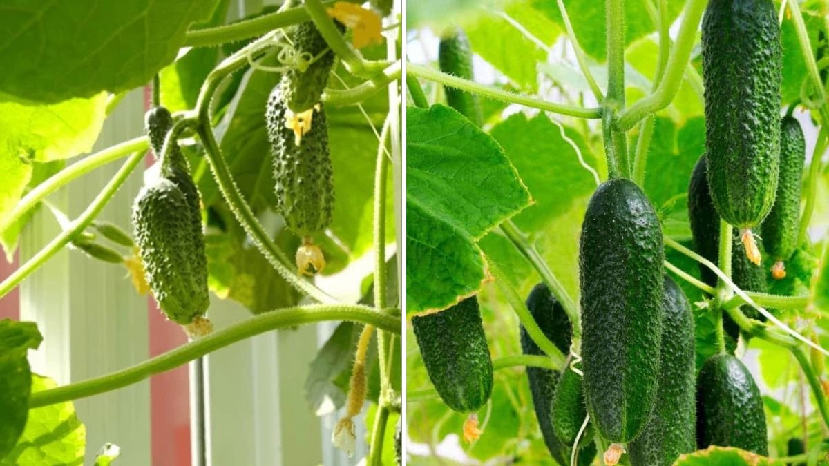 Grow Cucumbers in Plastic Tubs | No Garden, High Yield Method