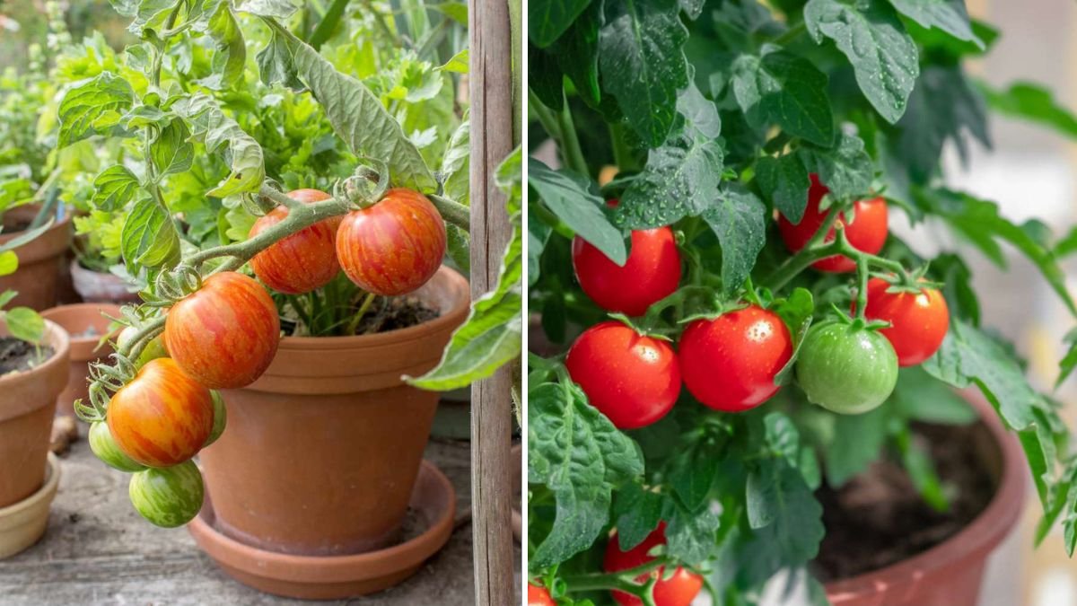 How to Grow Delicious Tomatoes in Recycled Containers