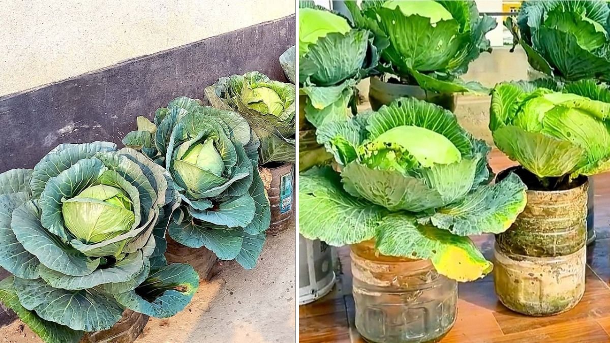 Simple Bottle Gardening Hack for Big Cabbage Heads in Small Spaces