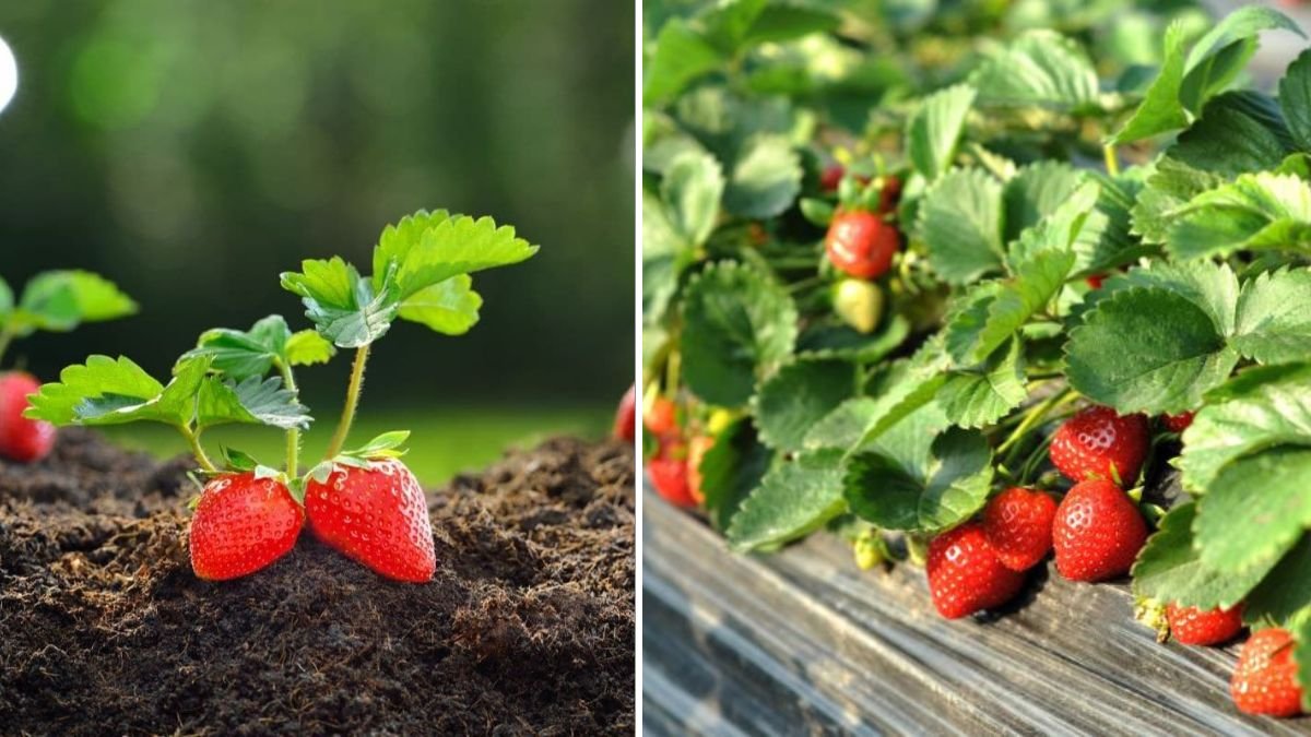 STRONG Harvest in Weeks with THIS Strawberry Growing Hack for Home Gardeners
