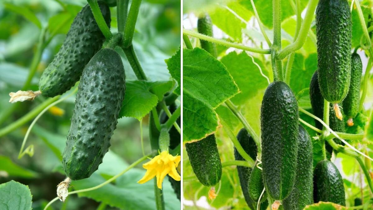 Grow CUCUMBERS Faster And Bigger In Plastic Containers Using Smart Techniques