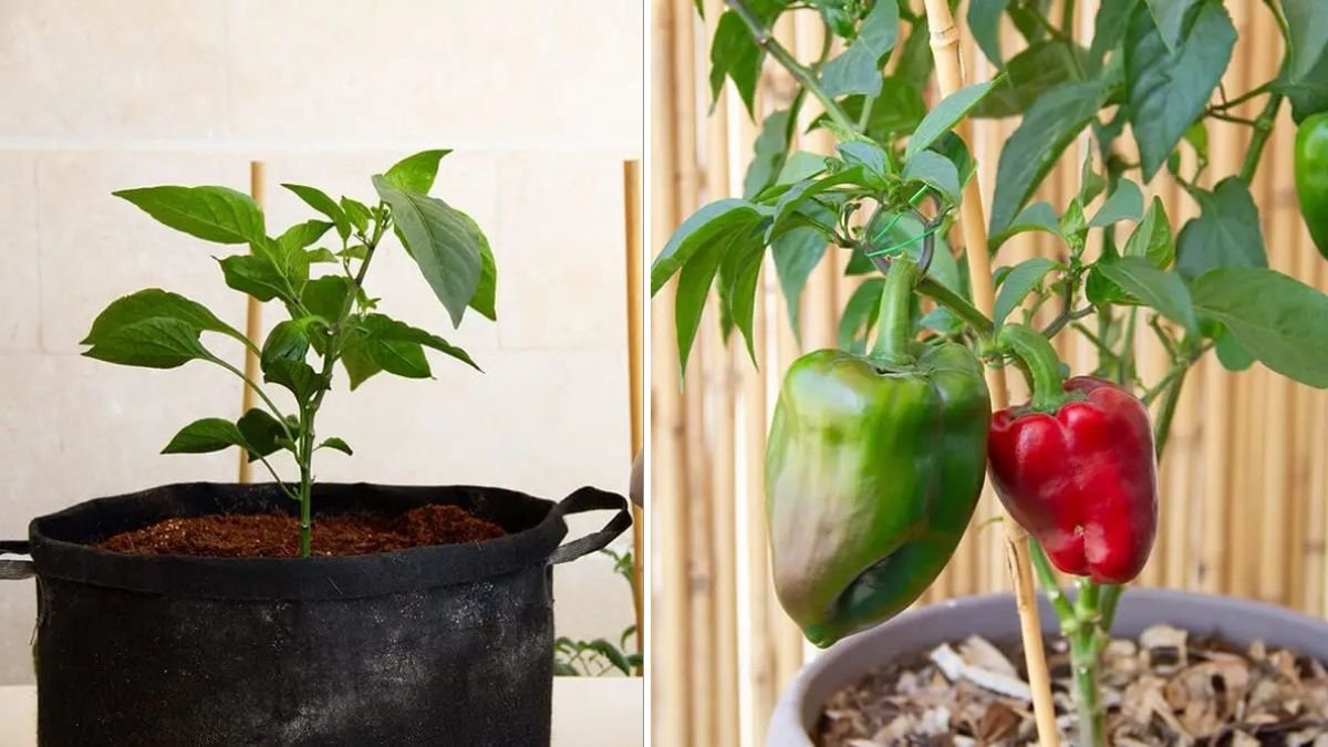 Grow a DELICIOUS Bell Pepper Garden on Your Balcony This Summer! | Complete Container Guide