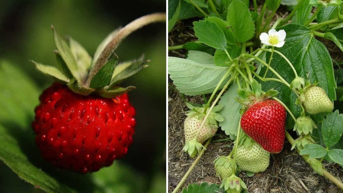 Surprising Secret to High-Yield Plastic Bottle Strawberries (Grow More in Less Space!)