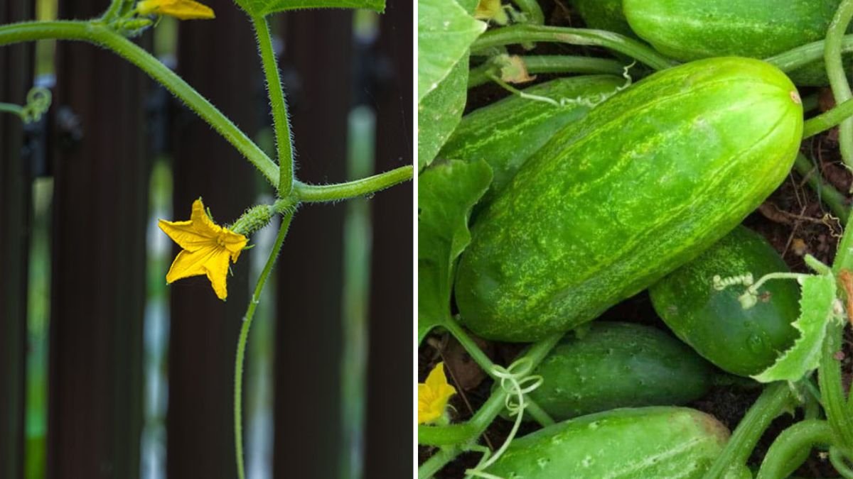 Uncover the Secret to Growing Tasty Cucumbers for a Bountiful Garden