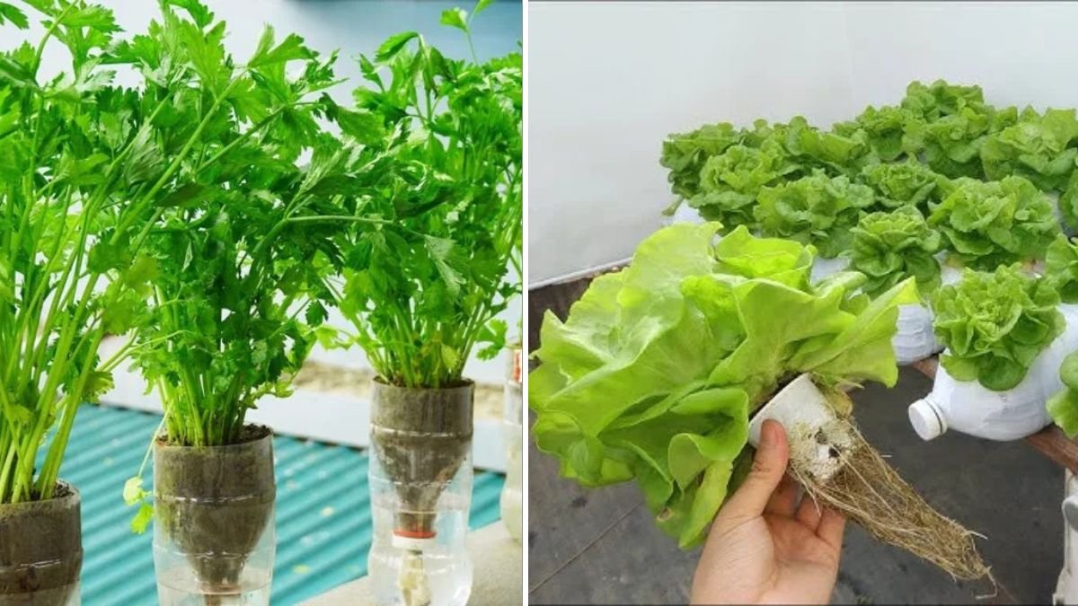 Turn an Old Wall Into a Productive Vertical Garden Growing Fresh Celery at Home