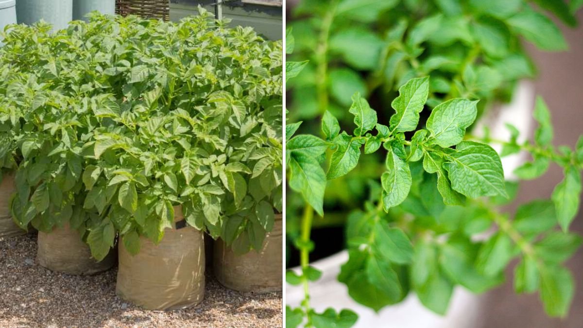 The Ultimate Potato Growing Hack for Maximum Yields (Even in Small Spaces!)