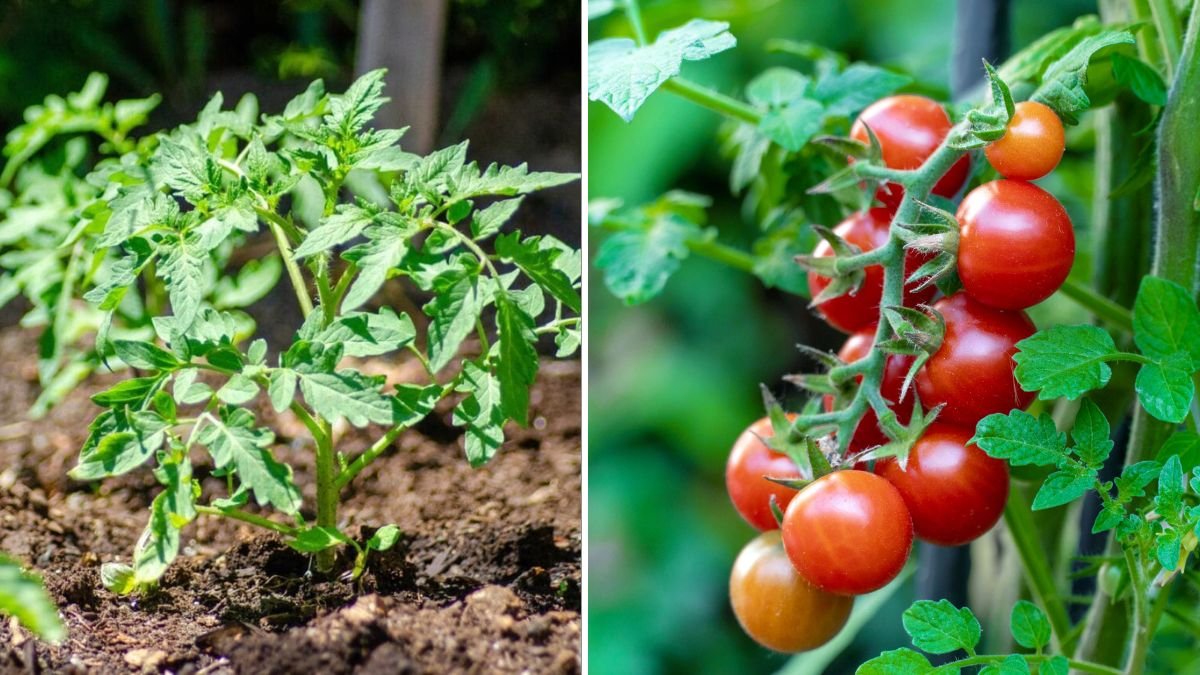 Maximizing Tomato Yield Using a Groundbreaking Method That Boosts Growth and Production
