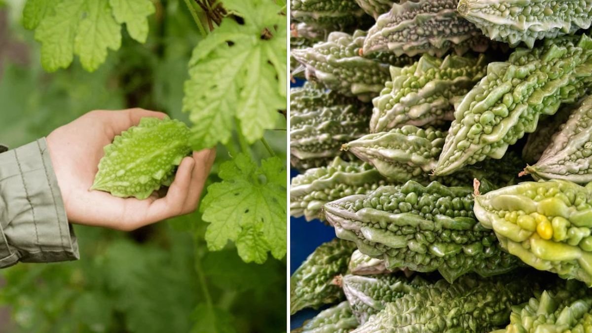 Grow Bitter Melon in Containers: High Yield Method for Balconies, Terraces, and Small Spaces