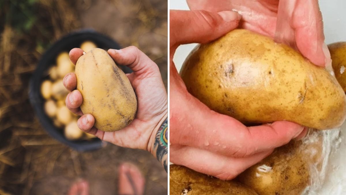Grow Potatoes in Containers — Turn Your Balcony into a High-Yield Mini Farm