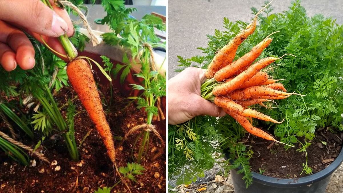 Turn Your Balcony into a Carrot Farm Using Simple Containers and Smart Techniques