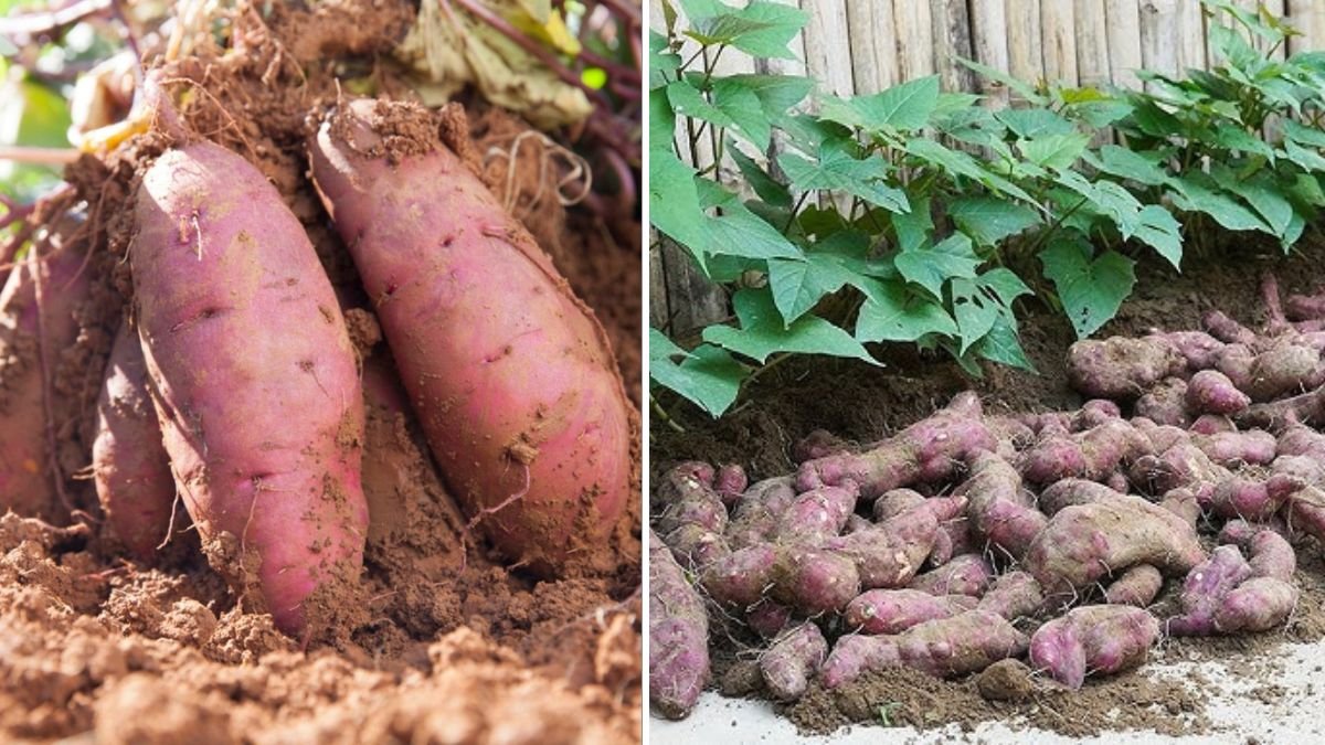 Grow Sweet Potatoes in Plastic Tubs on Your Balcony for Huge, Healthy Harvests