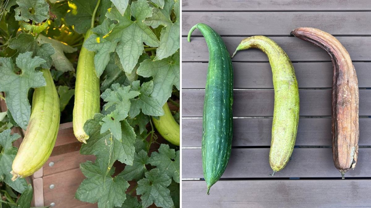 How to Grow Aromatic Loofah in Containers – High-Yield Method for Balconies and Small Gardens