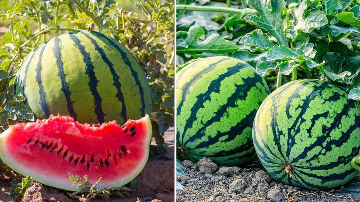 How to Grow Watermelon in Plastic Containers: Big, Sweet Fruits in Small Spaces