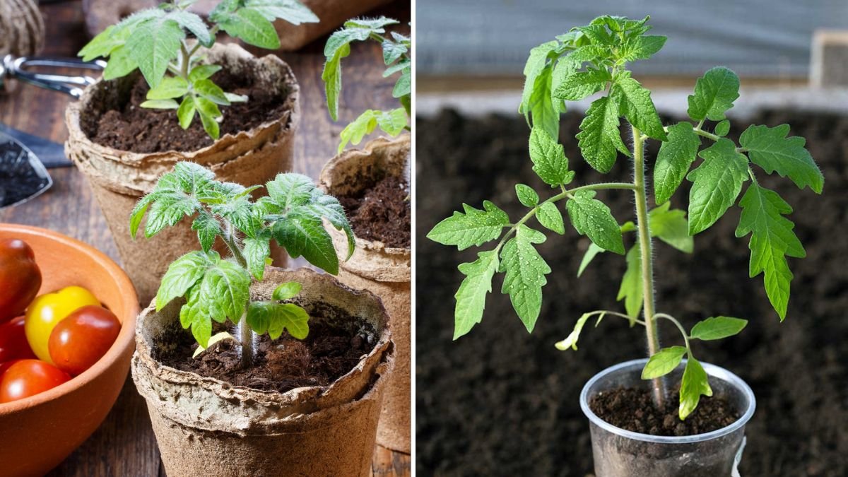 Using Bananas to Grow Tomato Seeds: A Natural Trick for Faster, Healthier Seedlings