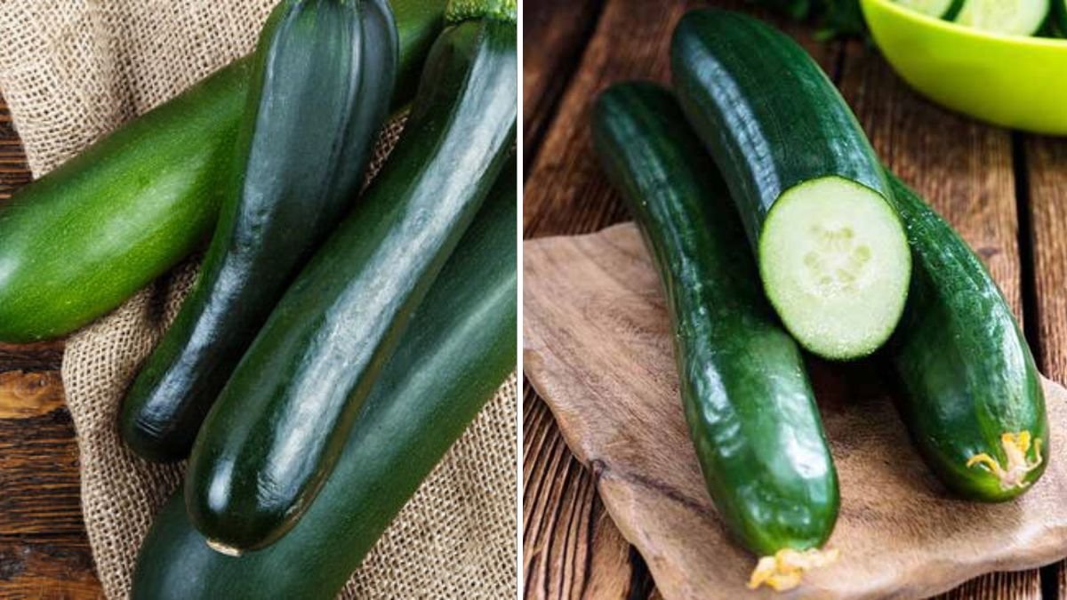 How to Grow Cucumbers in Plastic Containers – Fast Growth, Big Harvests Without a Garden