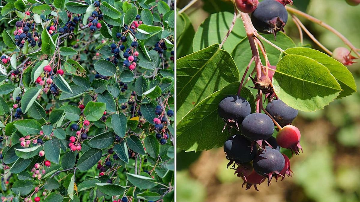 The Ultimate Guide to Growing a Beautiful Serviceberry Tree with Minimal Effort