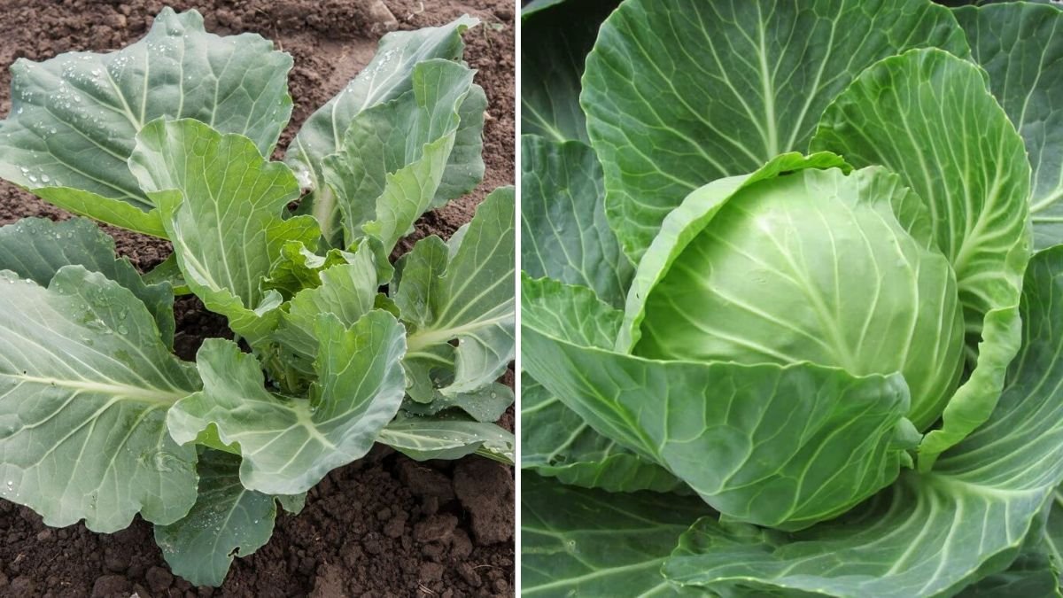 The Ultimate Guide to Growing Compact Cabbage Heads at Home for Maximum Yield and Flavor