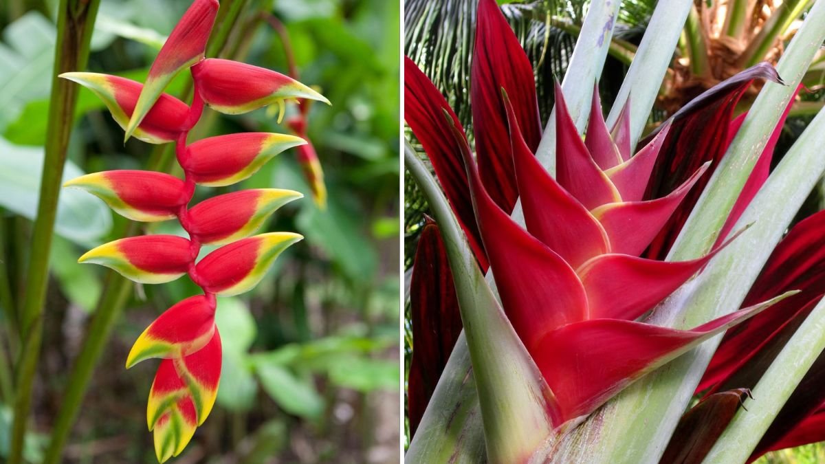 Simple Strategies for Growing Heliconia Rostrata Outdoors Successfully