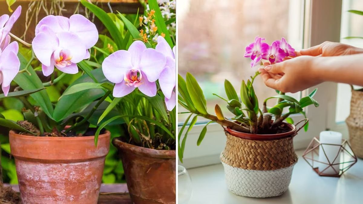 The Ultimate Guide to Successfully Growing Dendrobium Orchids on Your Windowsill for Beginners and Experts Alike