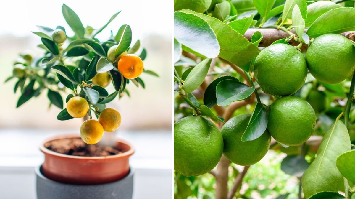 Easy Method to Grow Limes Indoors for Fresh Flavor All Year Round