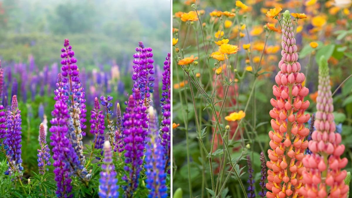 Easy Hack to Grow Lupin Russell Mix in Your Garden All Year Round