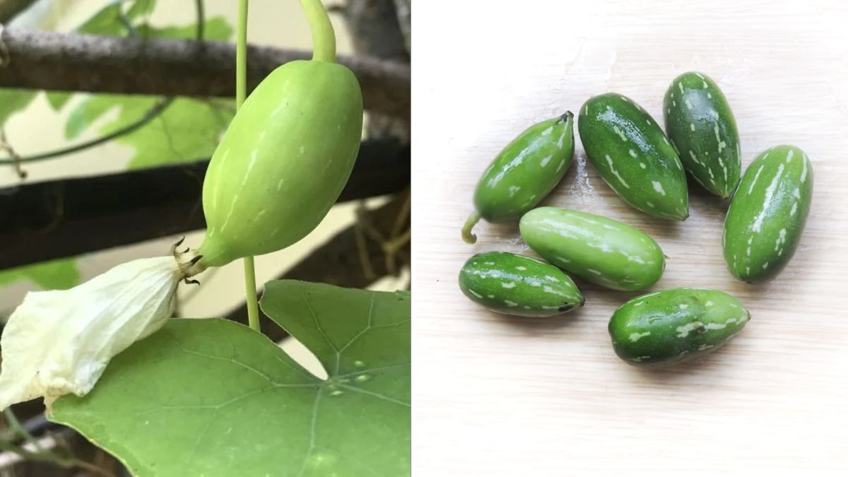 How to Successfully Grow Tindora in a Container for Maximum Flavor and Yield