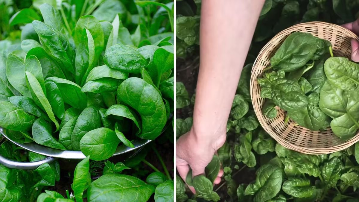 Easy Hack to Grow Fresh Spinach From Kitchen Scraps and Save Money