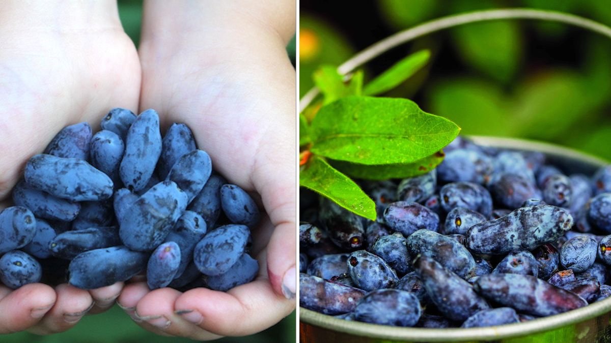 The Ultimate Guide to Growing Haskap in Containers for Optimal Flavor and Yield