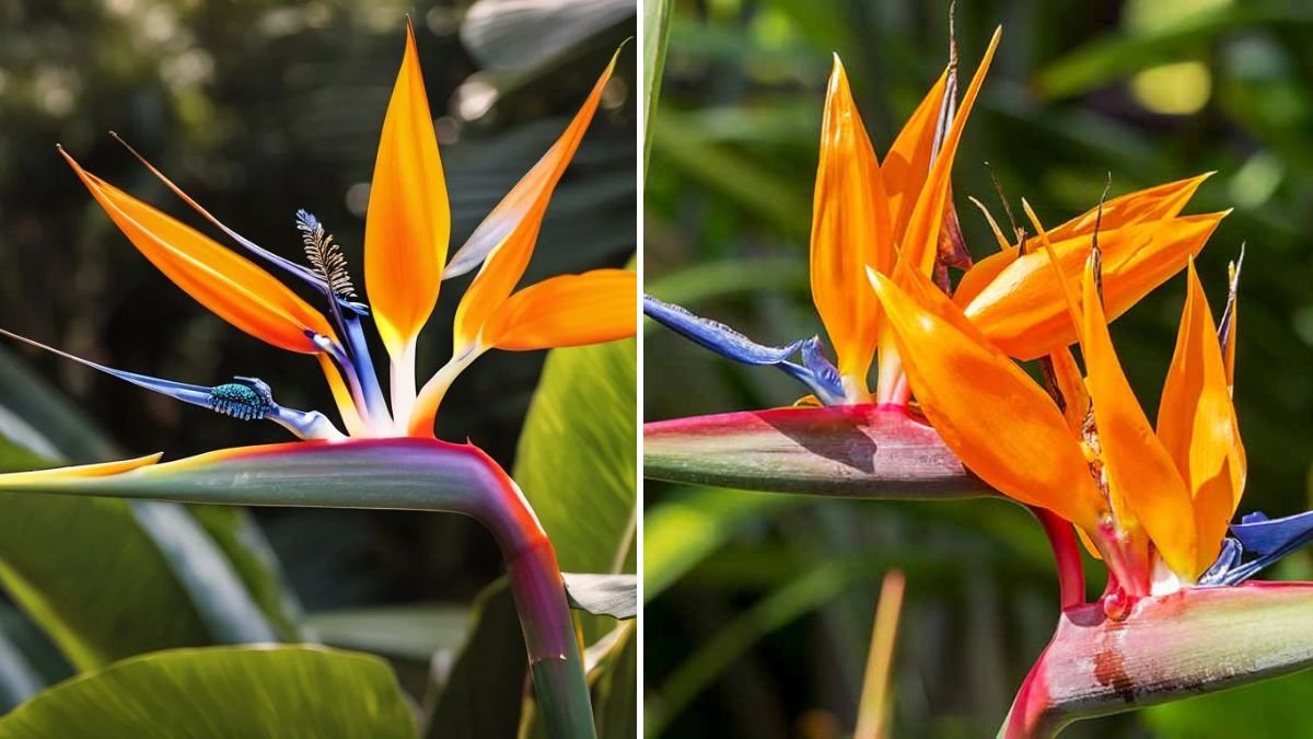 Transforming Your Garden into a Tropical Oasis with Giant Bird of Paradise Plants
