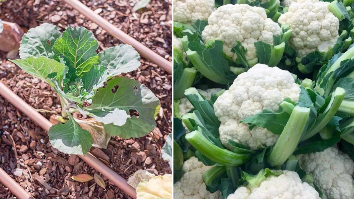 Simple Techniques for Successfully Growing Cauliflower Without the Risk of Bolting
