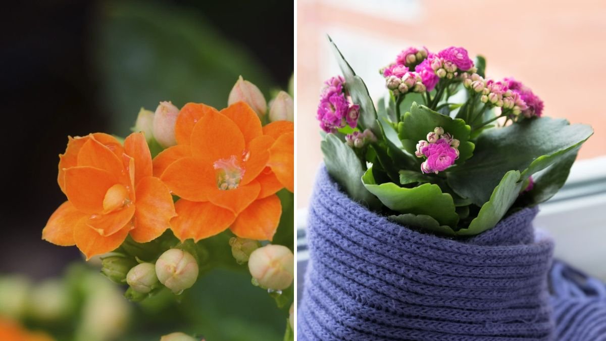 Easy Hack to Grow Indoor Flowering Kalanchoe for Vibrant Blooms Year Round