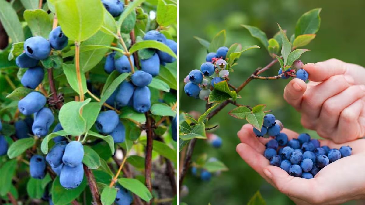 How to Successfully Grow Boreal Berries in Canadian Climates for Your Backyard Garden