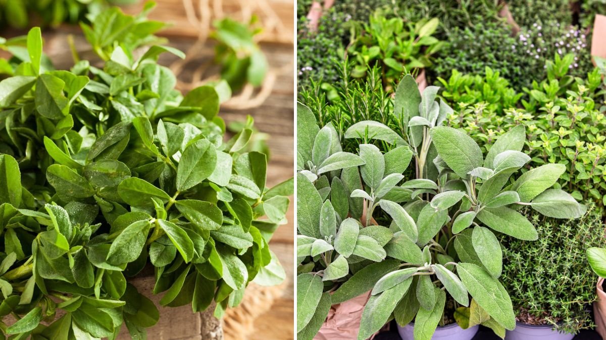 How to Grow Fenugreek Greens Without Soil for a Sustainable Indoor Garden