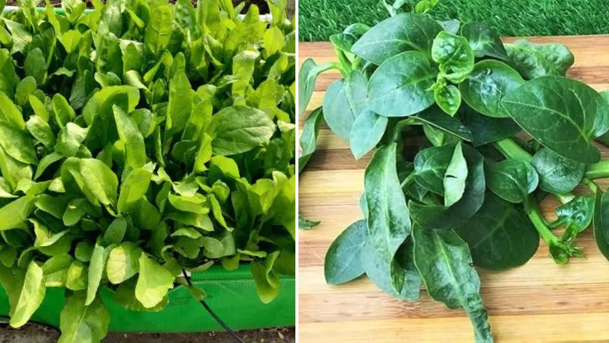 Discover Easy Techniques to Grow Poi Saag in Your Home Garden