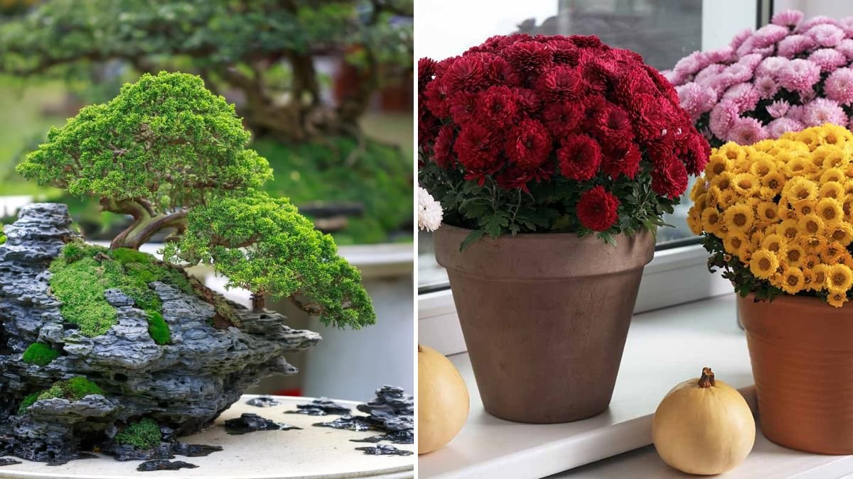 Comprehensive Guide to Cultivating Indoor Chrysanthemum Bonsai Techniques for Success