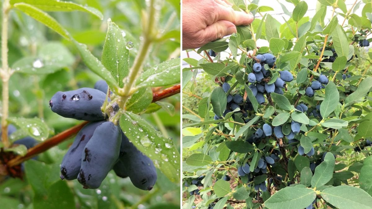 Easy Methods for Successfully Cultivating Haskap in Cold Climates Year Round