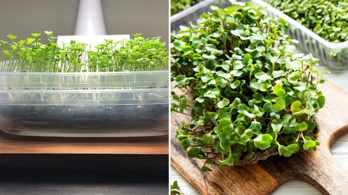 The Ultimate Guide to Growing Moringa Microgreens at Home for Beginners