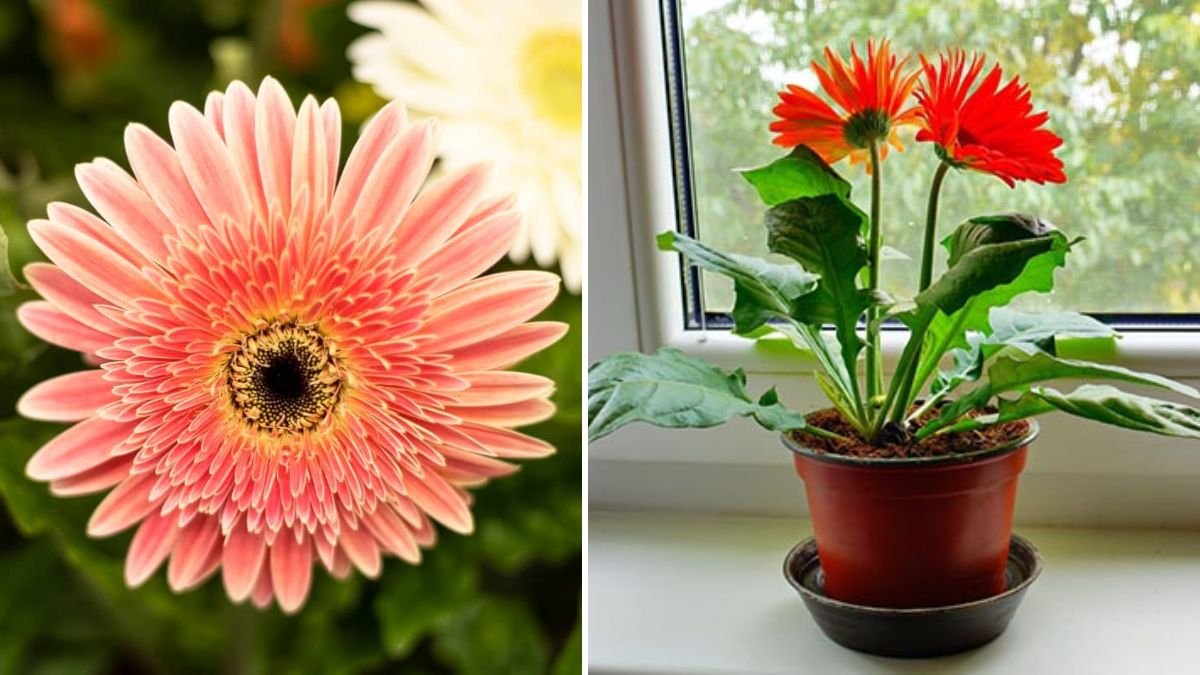 The Ultimate Guide to Successfully Growing Mini Gerbera in Pots for Beginners
