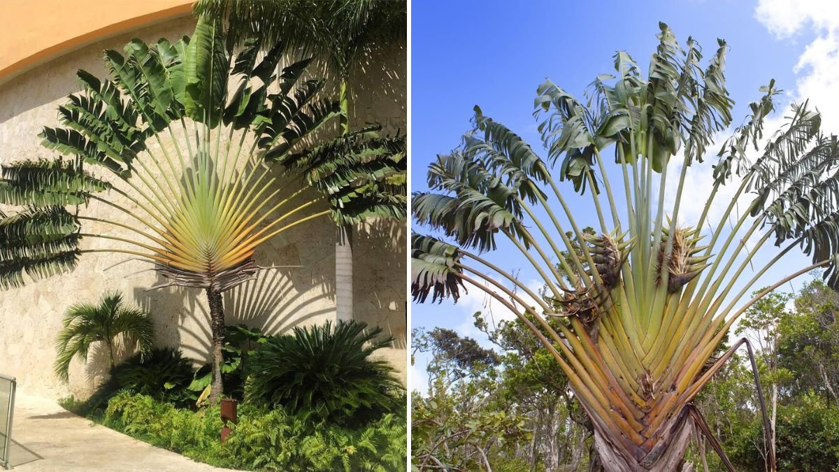 Simple Guide to Growing the Stunning Traveller Palm Plant at Home